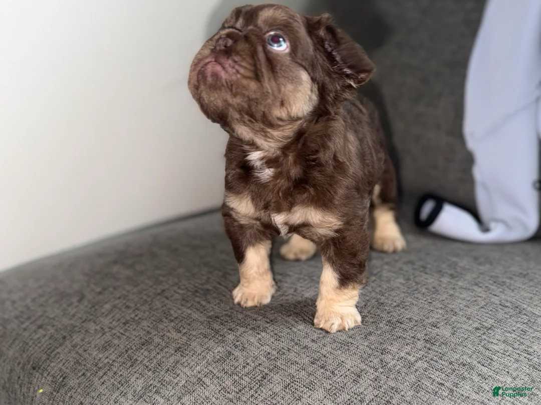 French Bulldog dogs for sale: RedSport - Ad 2