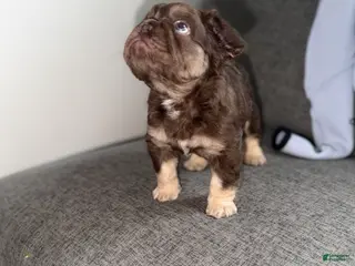 French Bulldog dogs RedSport - Ad 1