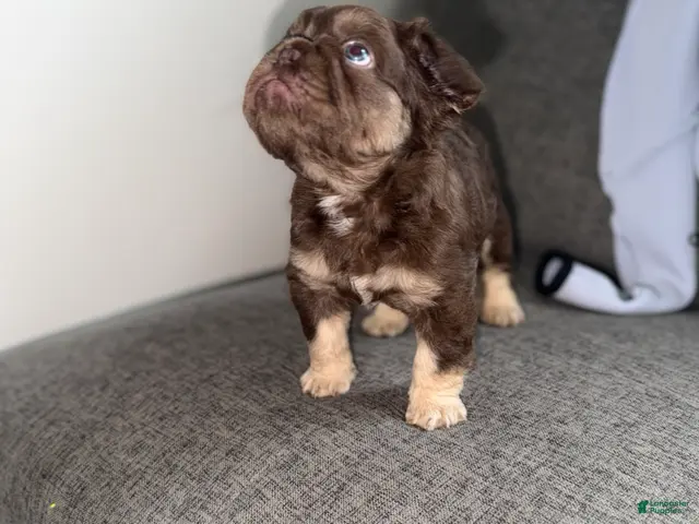 French Bulldog dogs RedSport - Ad 1
