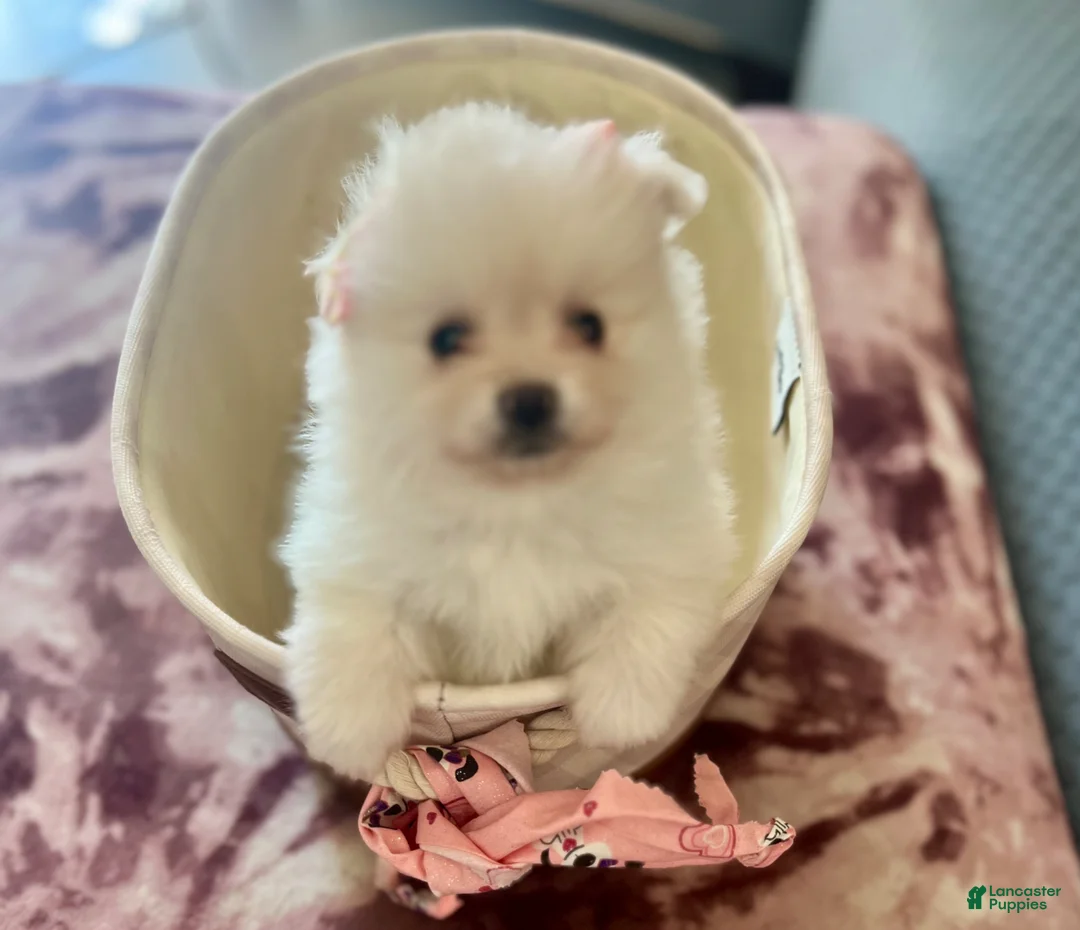 Pomeranian dogs for sale: Princess  - Ad 1