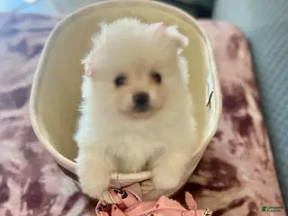 Pomeranian dogs for sale: Princess - Ad 2