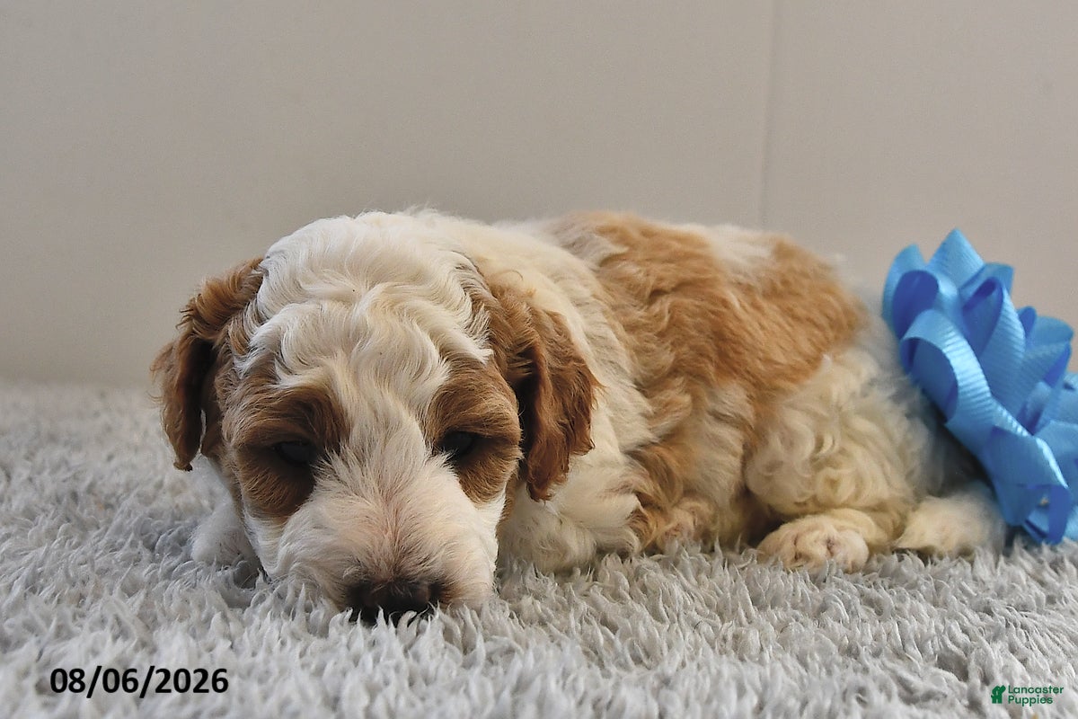 Mini Goldendoodle dogs Leo - Ad 2
