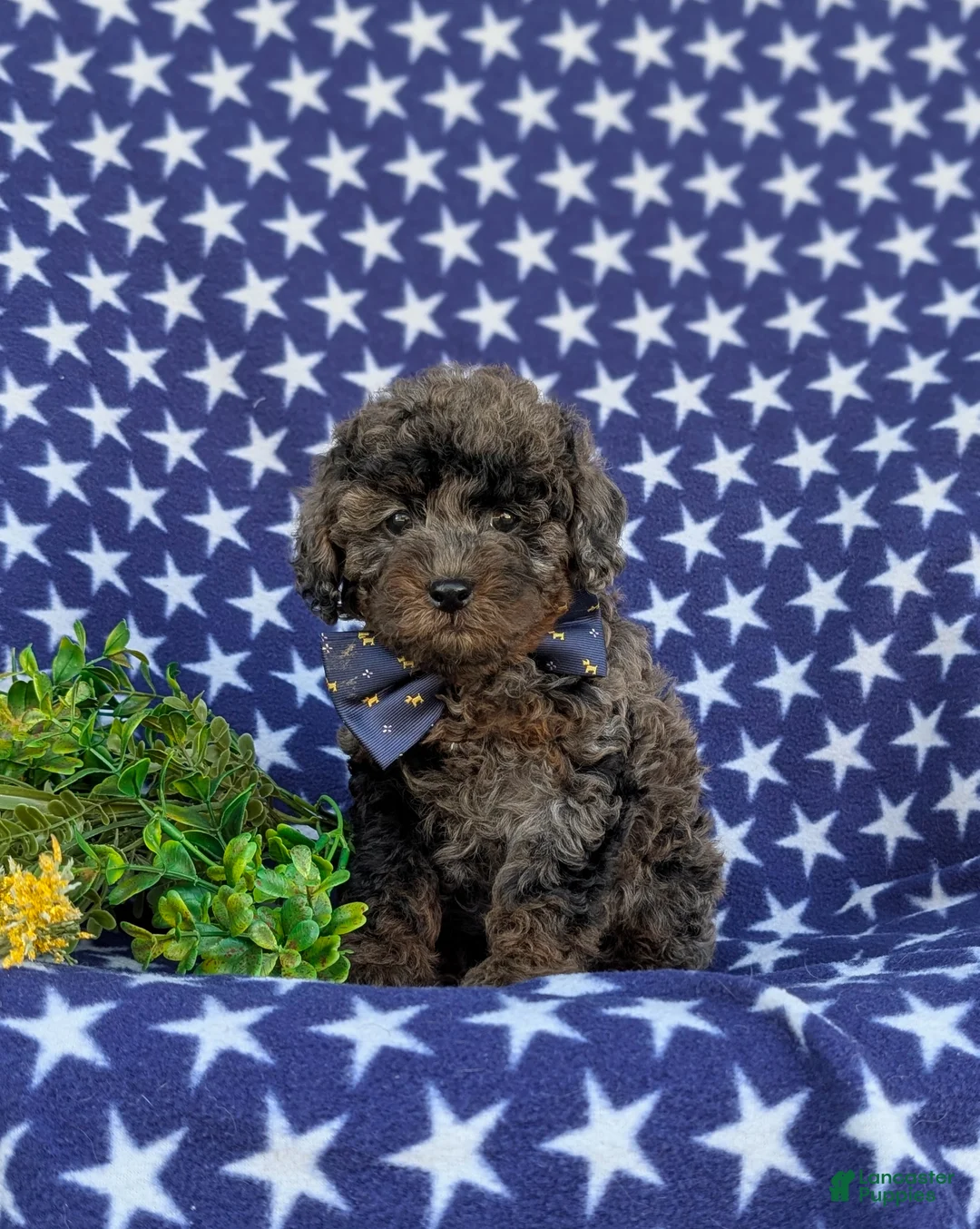 Cockapoo dogs for sale: Hagan Hypoallergenic - Ad 2
