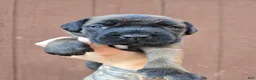 Cane Corso dogs for sale: Shoshone - Ad 2