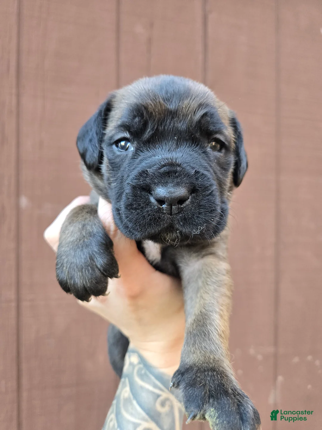 Cane Corso dogs for sale: Shoshone - Ad 2