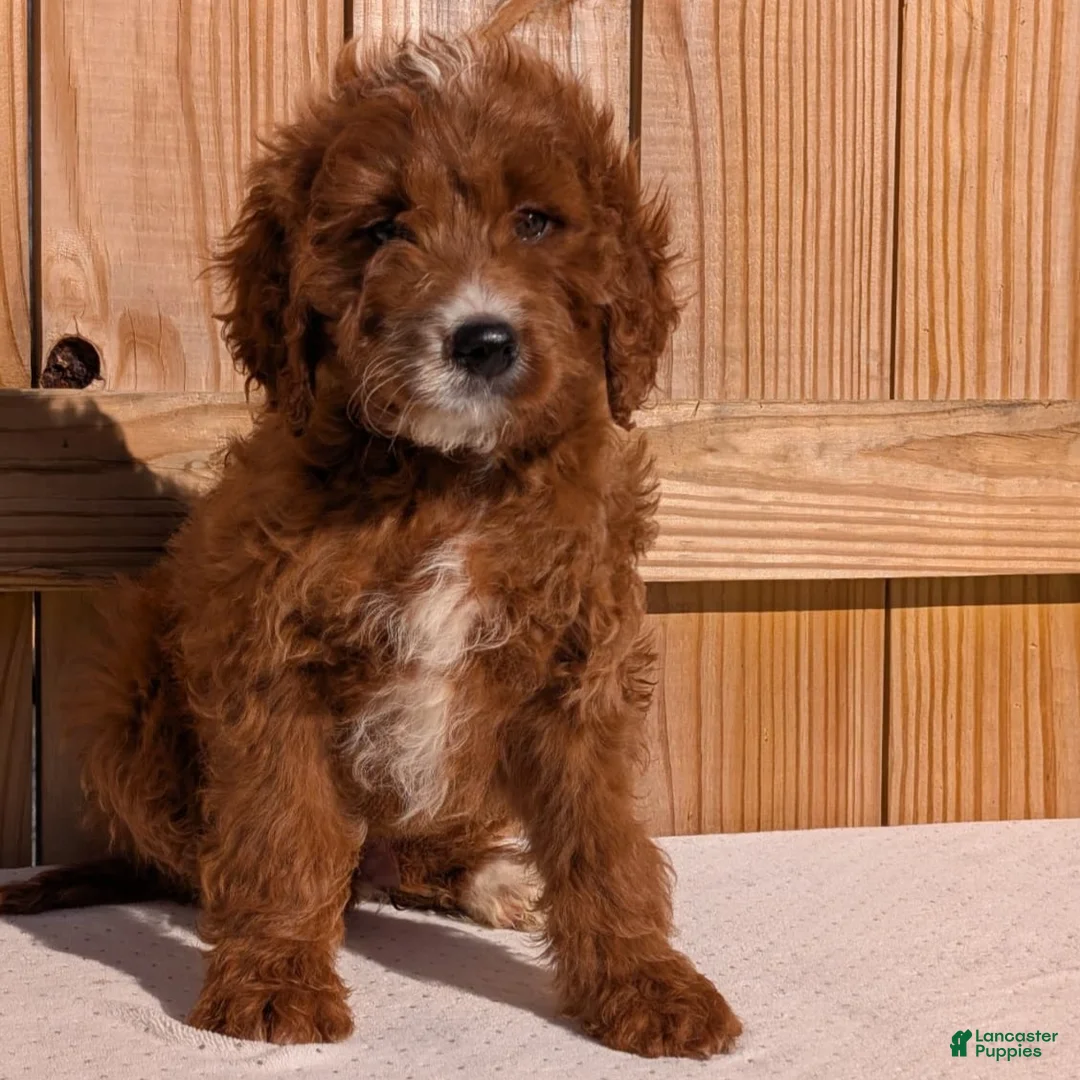 Irish Doodle dogs for sale: Galway - Mini - Ad 2