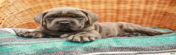 Cane Corso dogs for sale: Diesel (Champion Bloodlines) - Ad 4