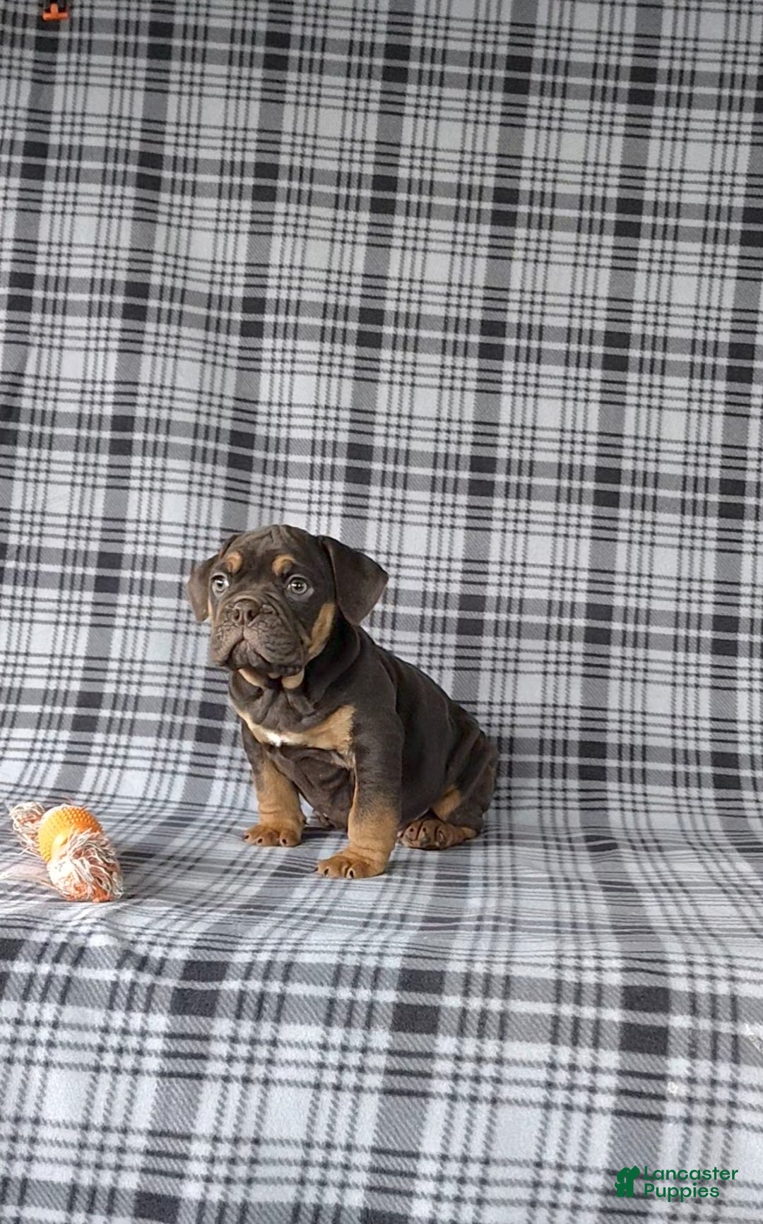 Beabull dogs for sale: Peyton - Ad 3