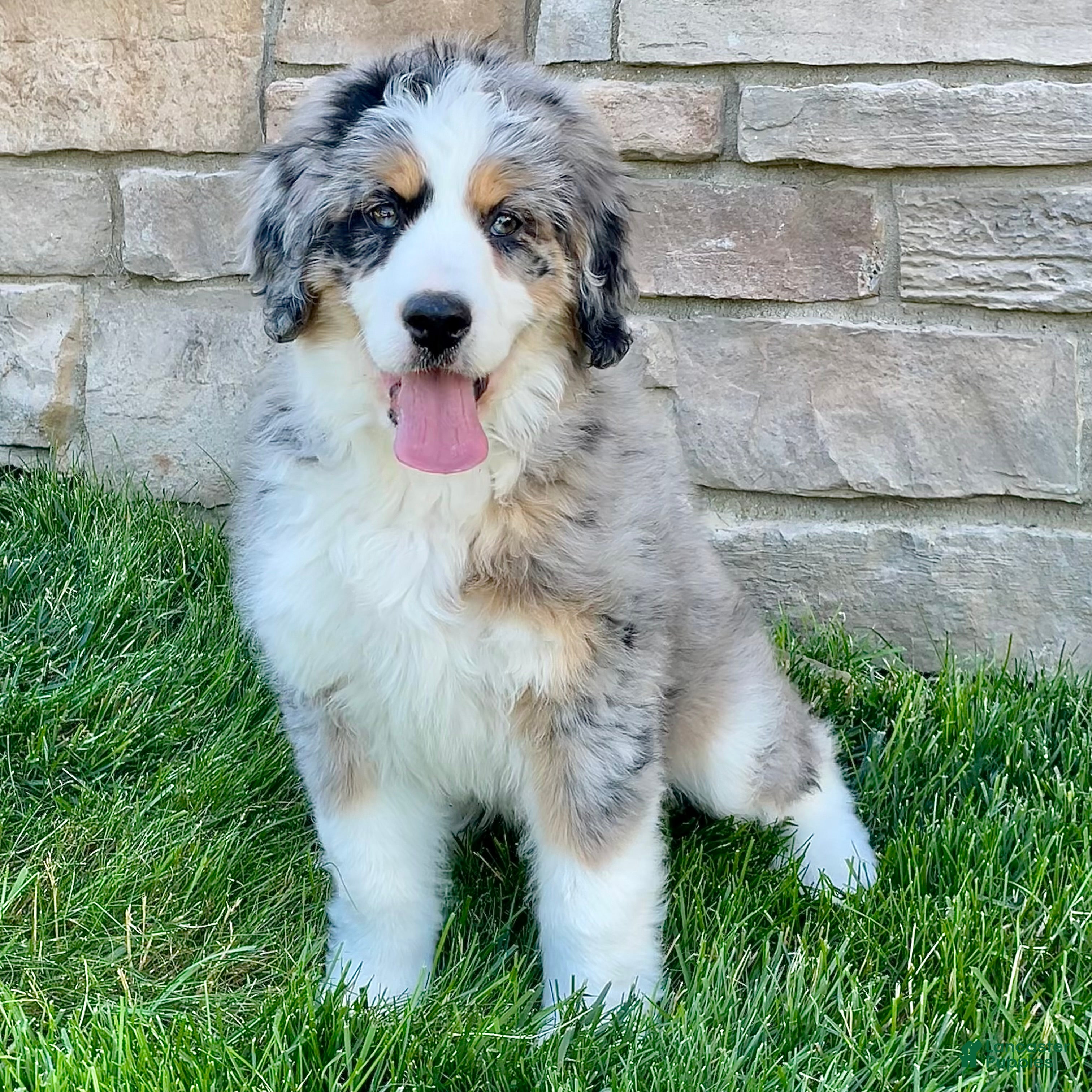 Bernedoodle dogs Ms. Sadie - Ad 1