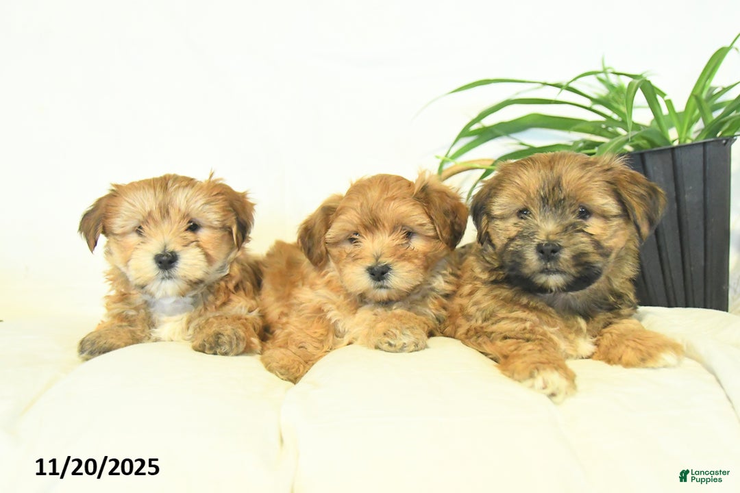 Yochon dogs for sale: Paige  - Ad 5