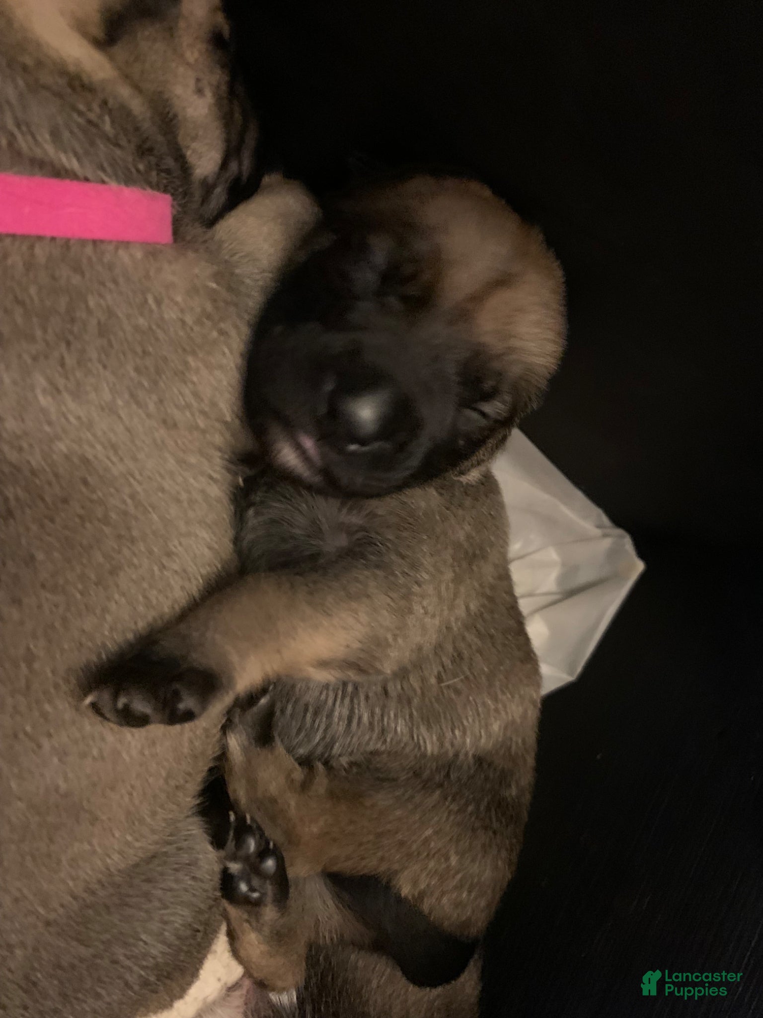 Mixed Breed dogs Mixed Breed Puppy 4 baby blue  - Ad 15