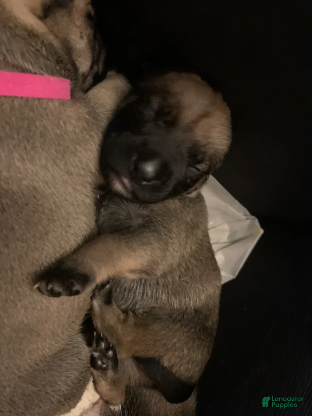 Mixed Breed dogs for sale: Mixed Breed Puppy 4 baby blue  - Ad 1