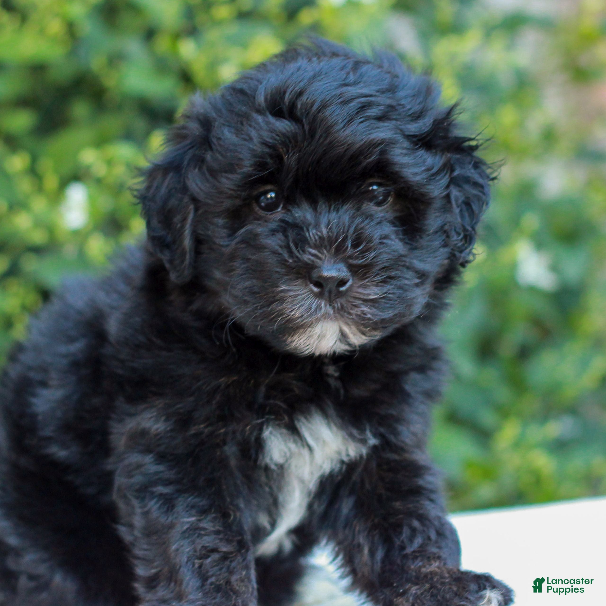 Havapoo dogs Ruby  - Ad 2
