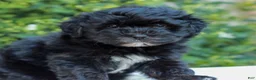 Havapoo dogs for sale: Ruby  - Ad 2