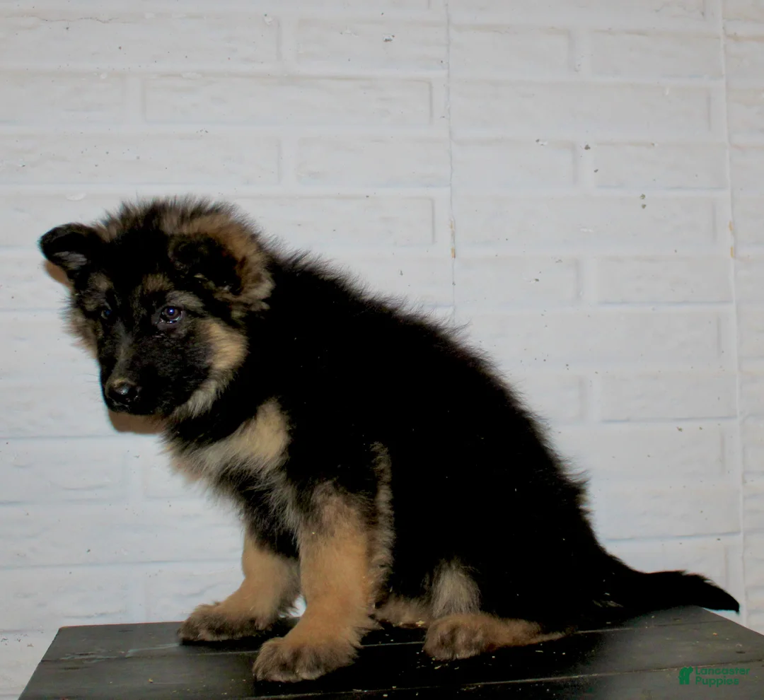 German Shepherd dogs for sale: Dory - Ad 5