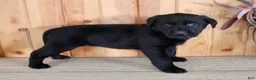 Labrador Retriever dogs for sale: Lulu - Ad 8