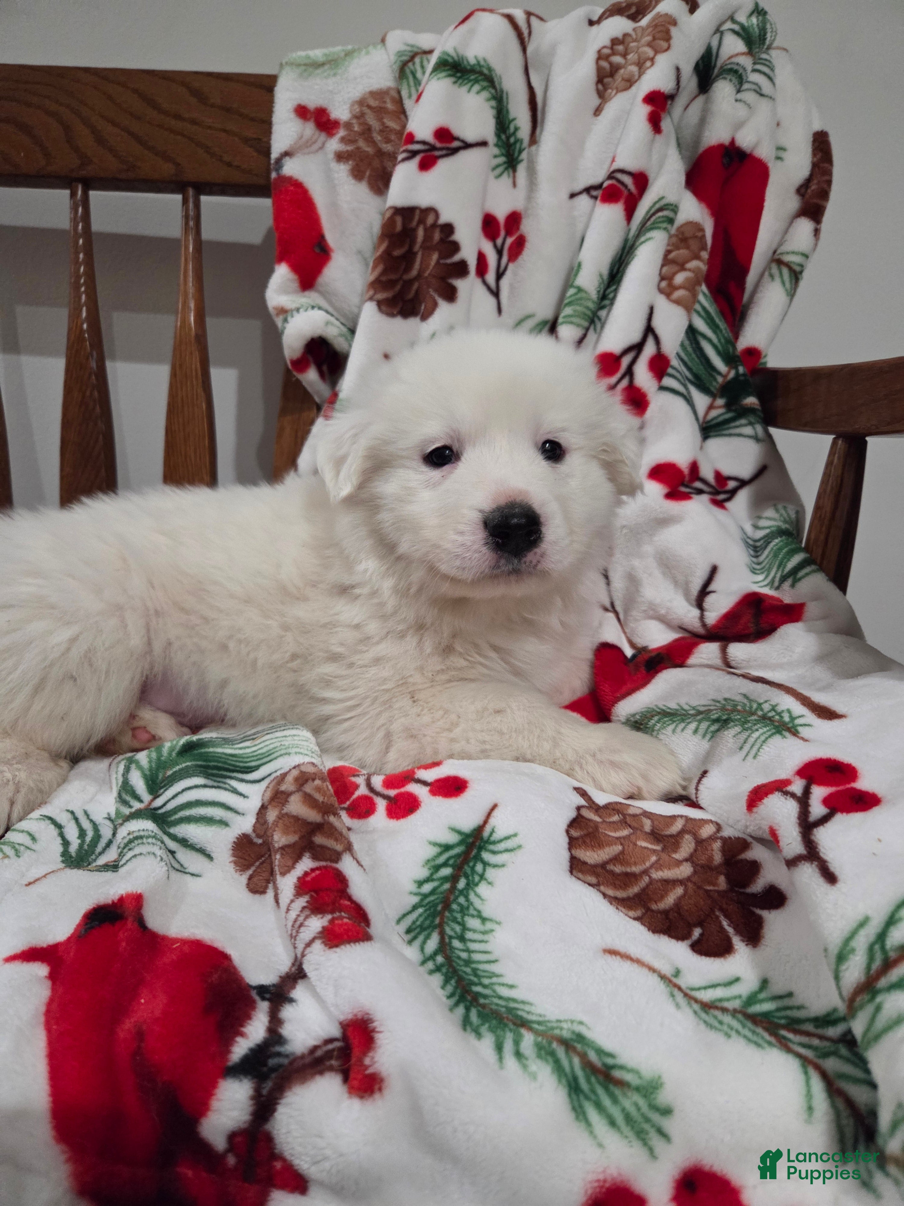 Great Pyrenees dogs Polar - Ad 1