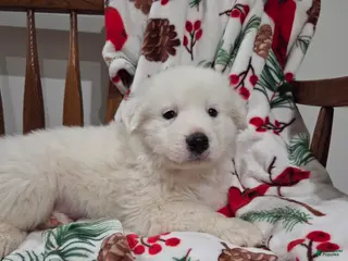 Great Pyrenees dogs for sale: Polar - Ad 4