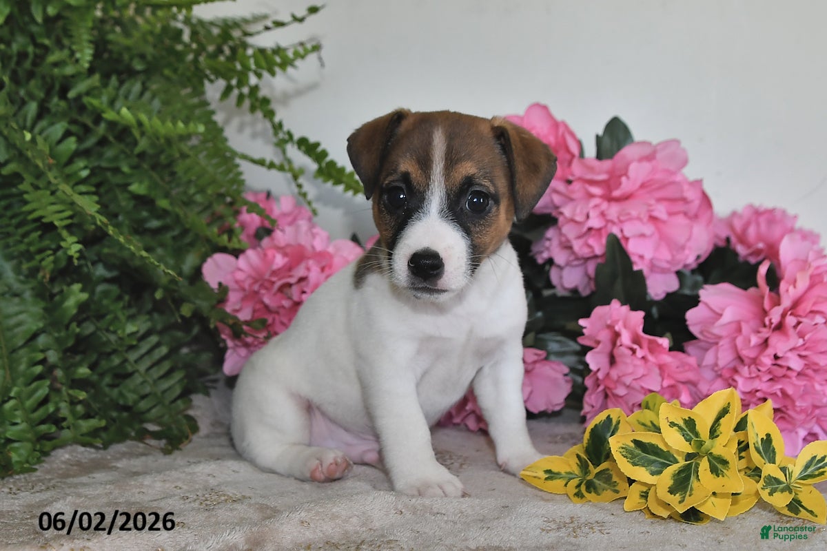 Jack Russell Terrier dogs for sale: Bouncer - Ad 3