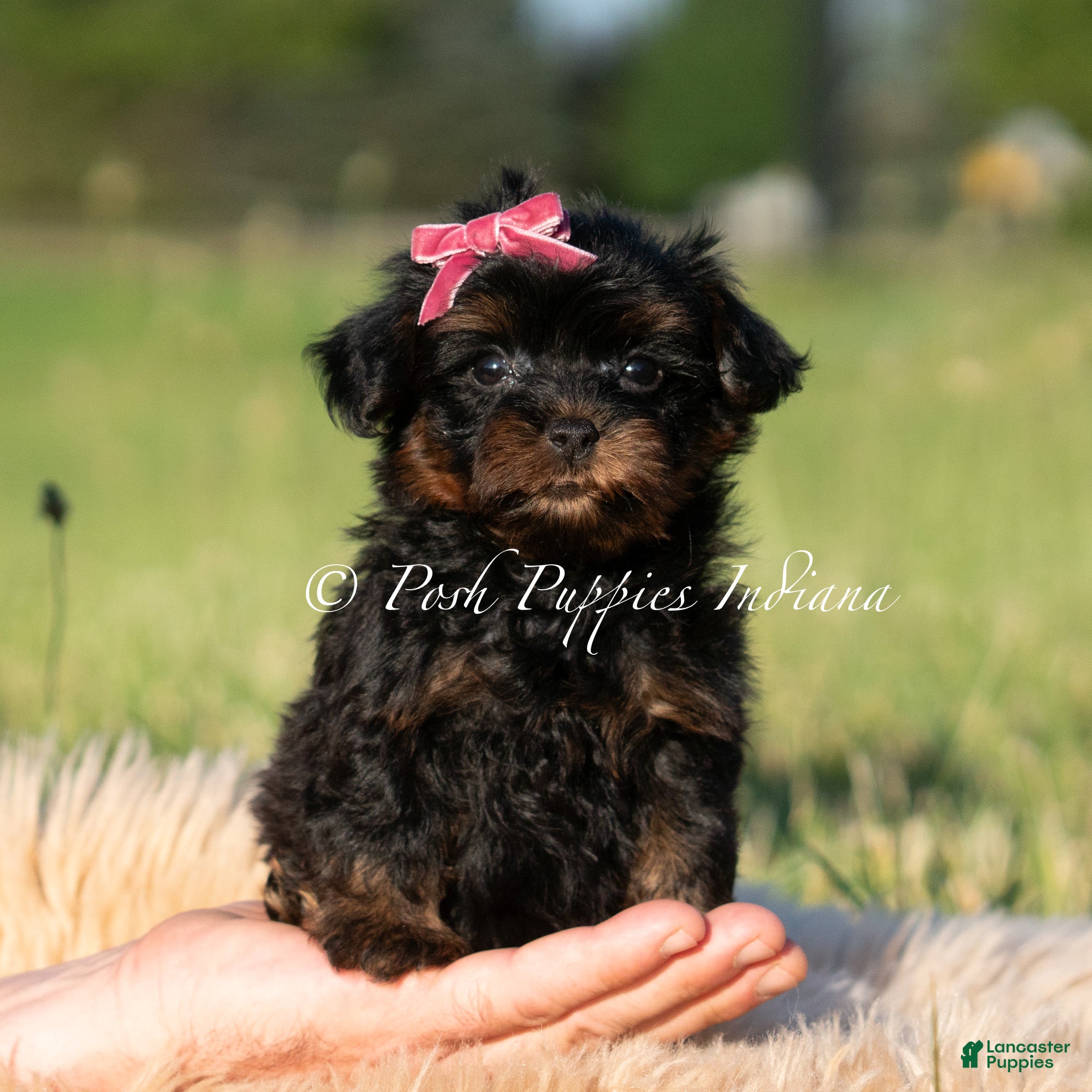 Maltipoo dogs Tilly F1 - Ad 33