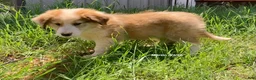 Collie dogs for sale: Martine - Ad 6