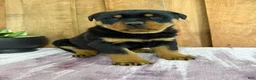 Rottweiler dogs for sale: Lucas - Ad 9