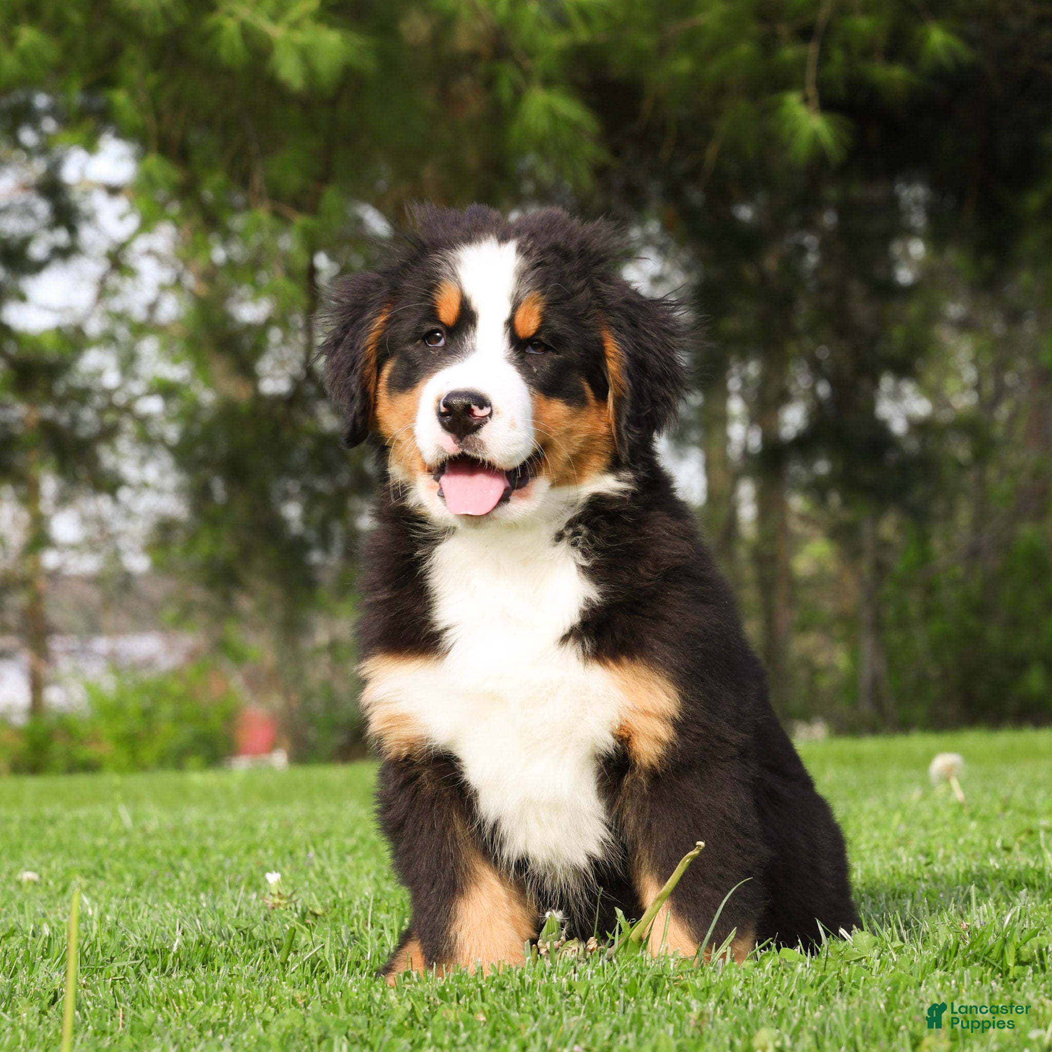 Bernese Mountain Dog dogs Raven - Ad 1