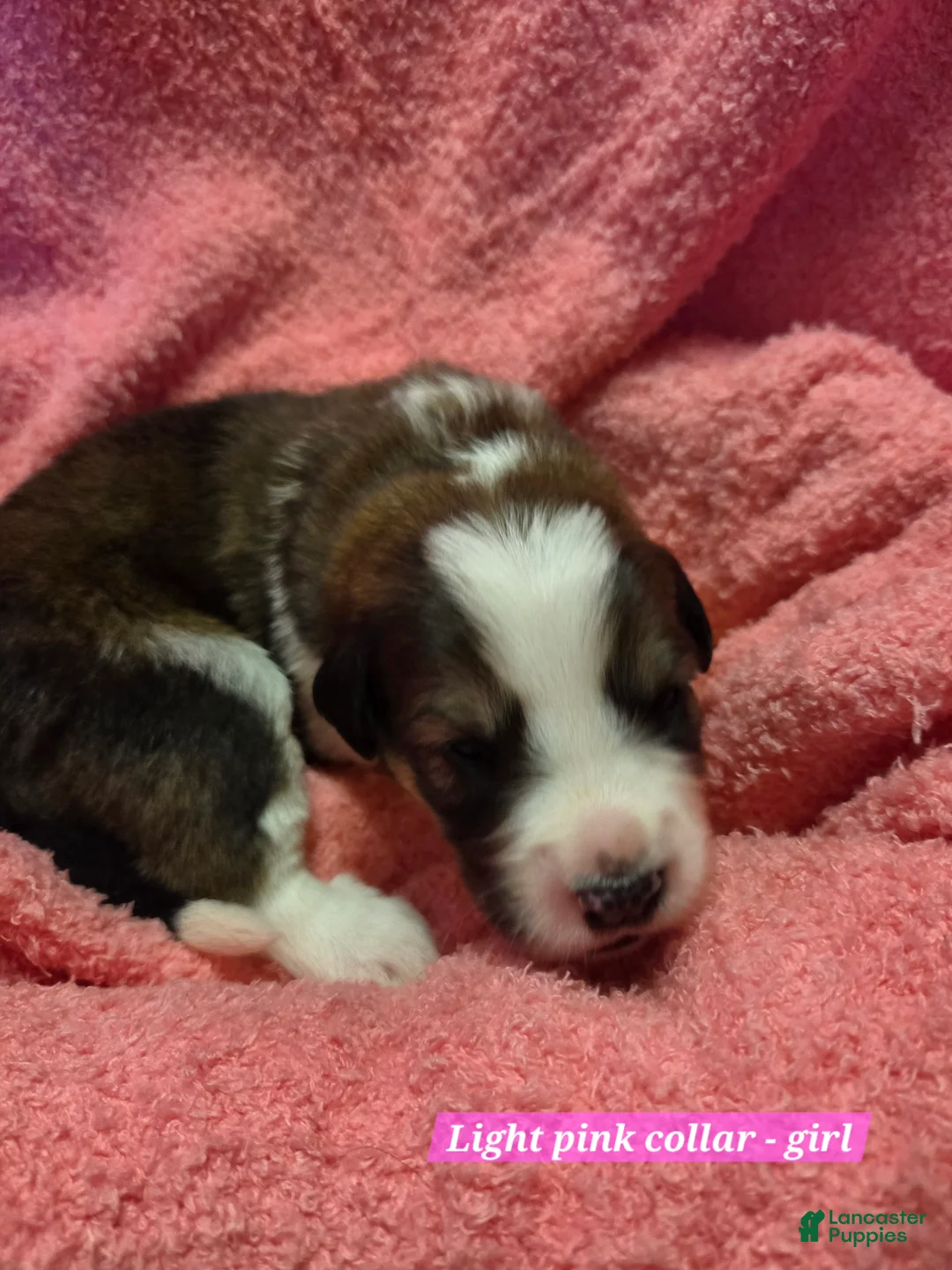 Mixed Breed dogs for sale: Light pink collar - Ad 1