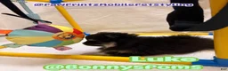Pomeranian dogs for sale: Luke - Ad 3