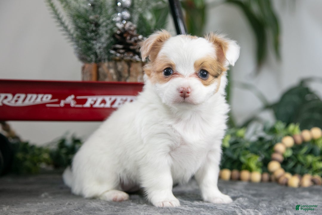 Chihuahua dogs for sale: Lily - Ad 1