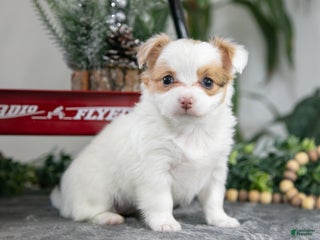 Chihuahua dogs Lily - Ad 12