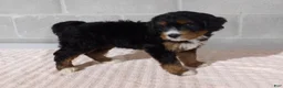 Bernedoodle dogs for sale: Missy - Ad 4