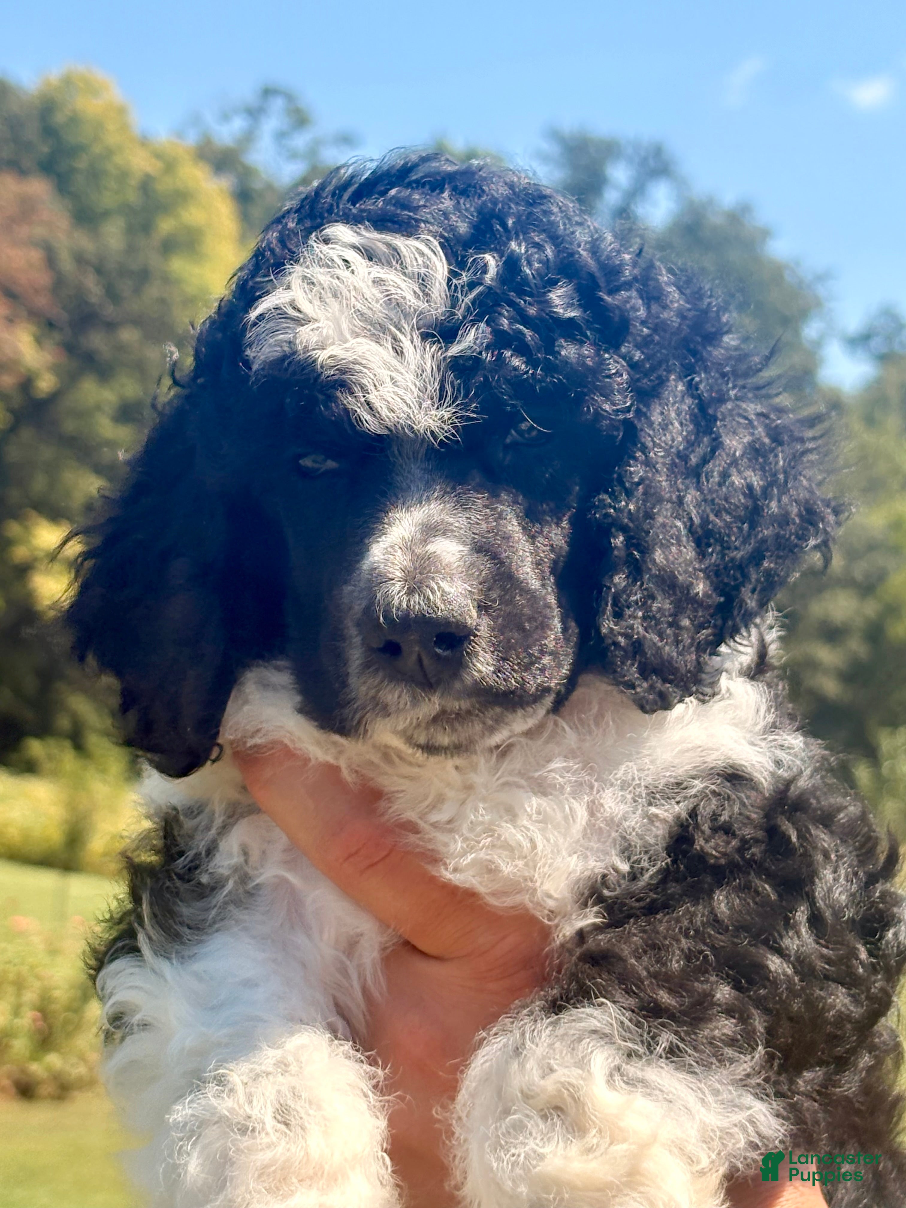 Standard Poodle dogs Lime - Ad 1