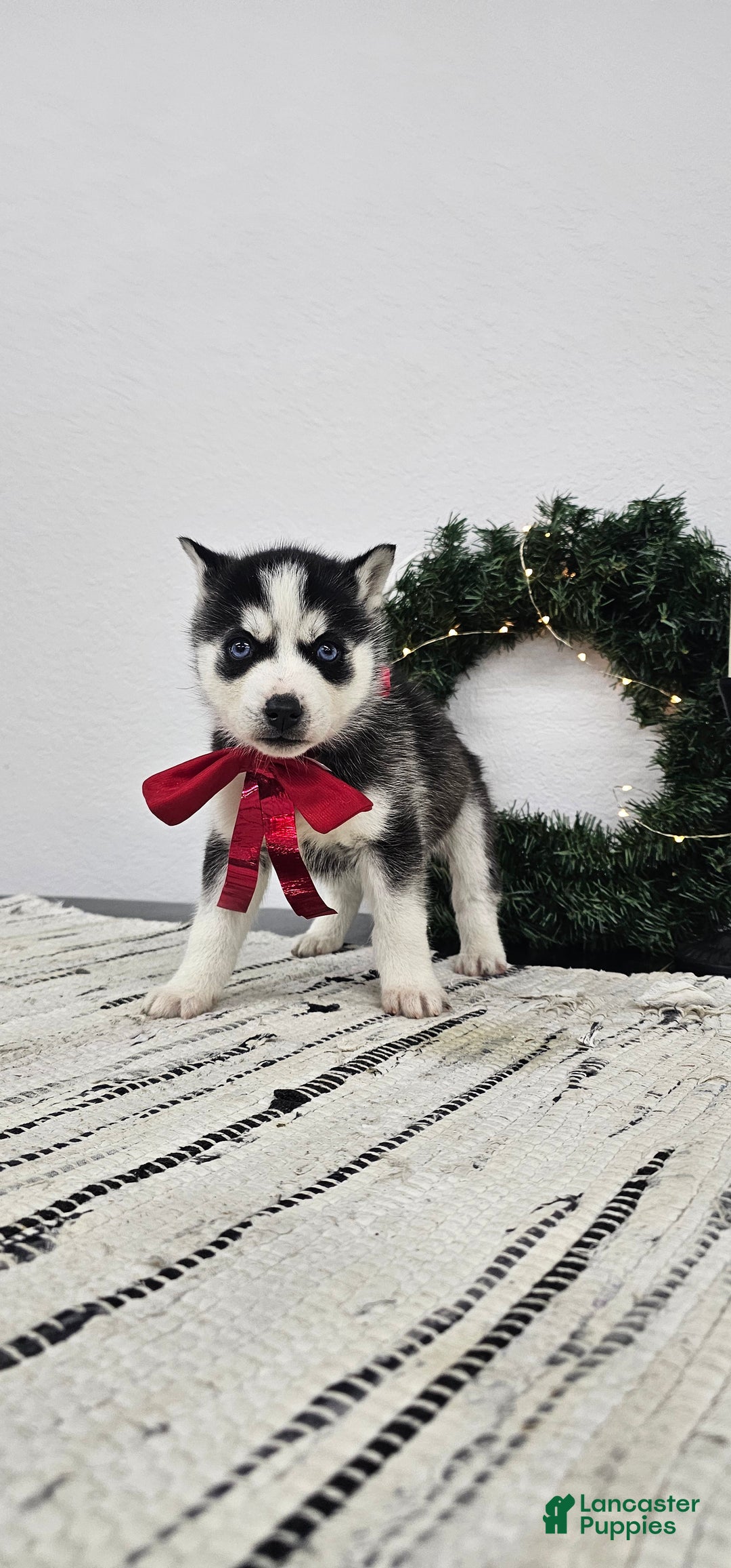 Siberian Husky dogs for sale: Griffin - Ad 4