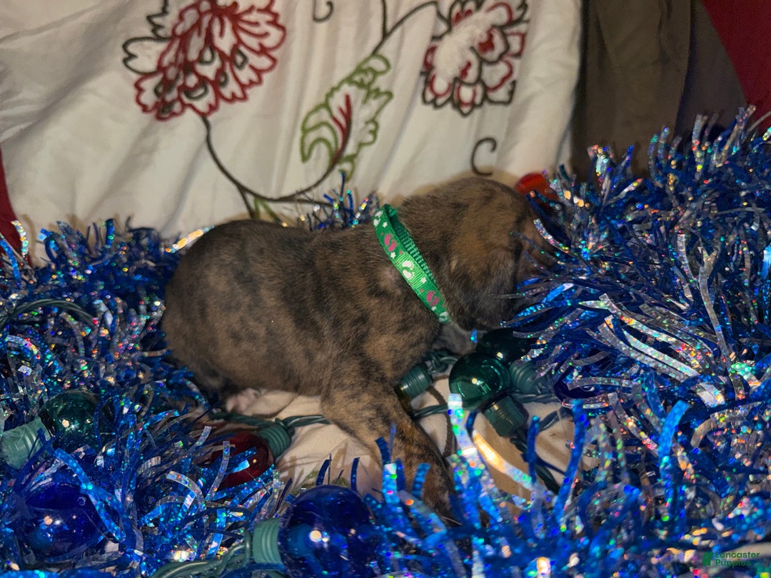 Great Dane dogs for sale: Max - Ad 12