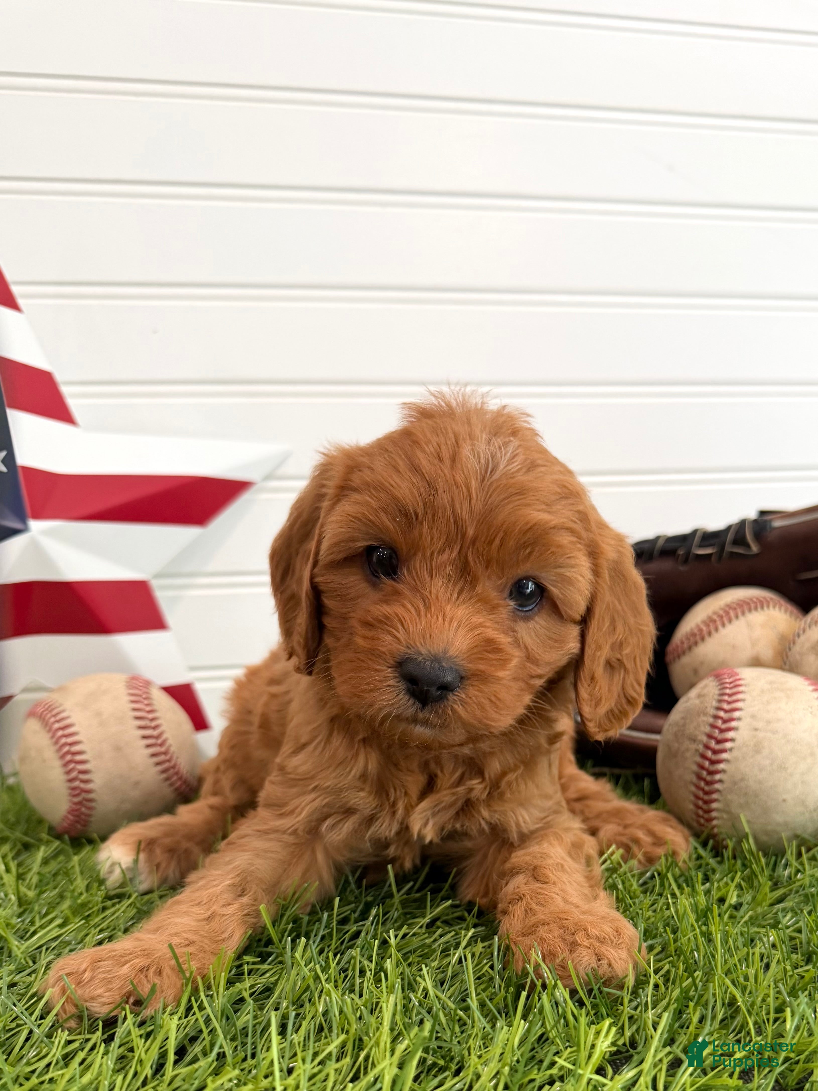 Cavapoo dogs Liberty - Ad 2