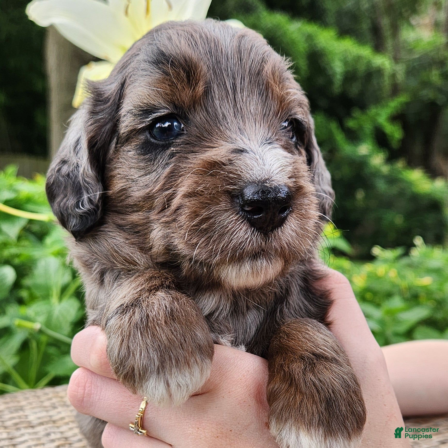 Mini Aussiedoodle dogs Daisy - Female - Blue Merle - Ad 2