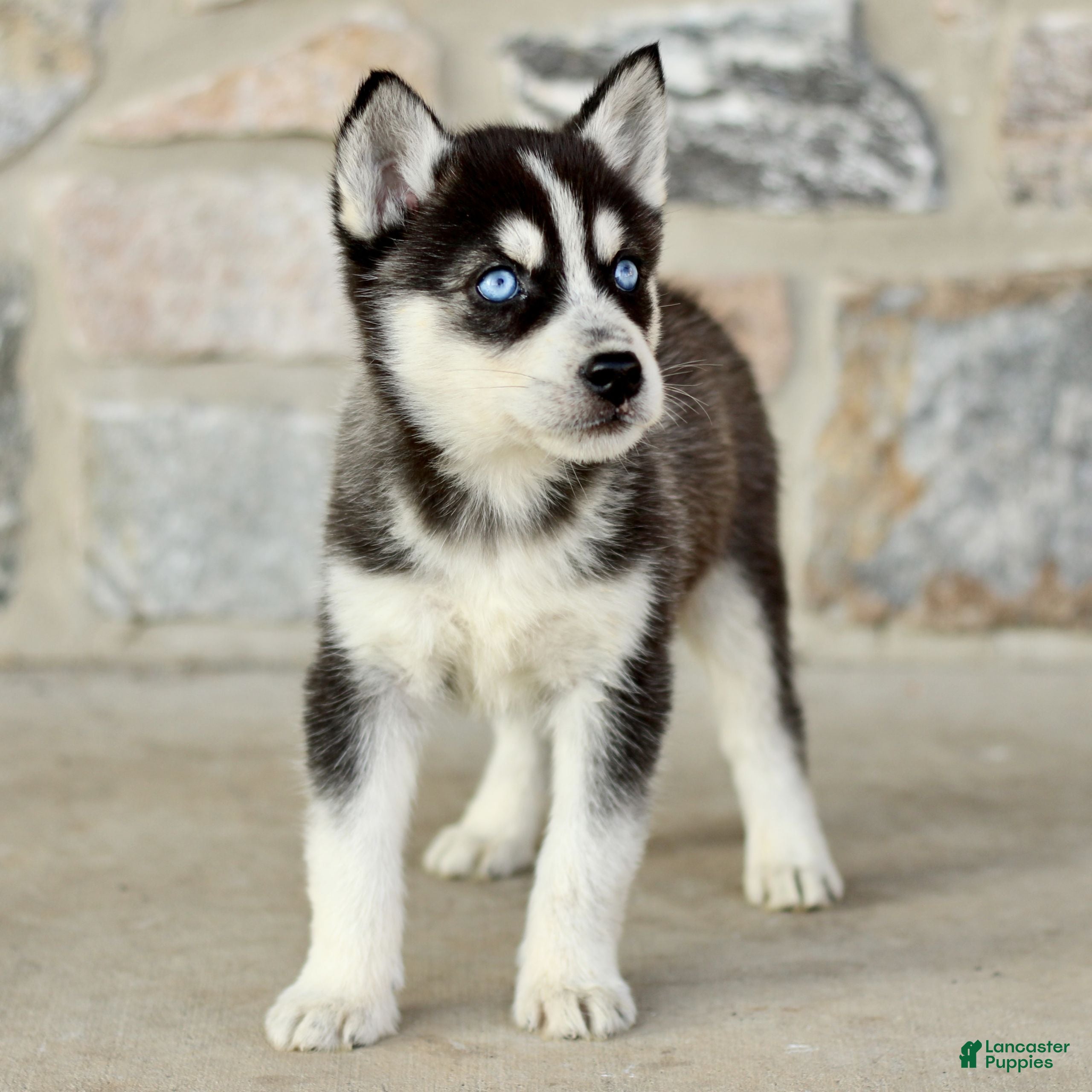 Gerberian Shepsky dogs Jackie  - Ad 2