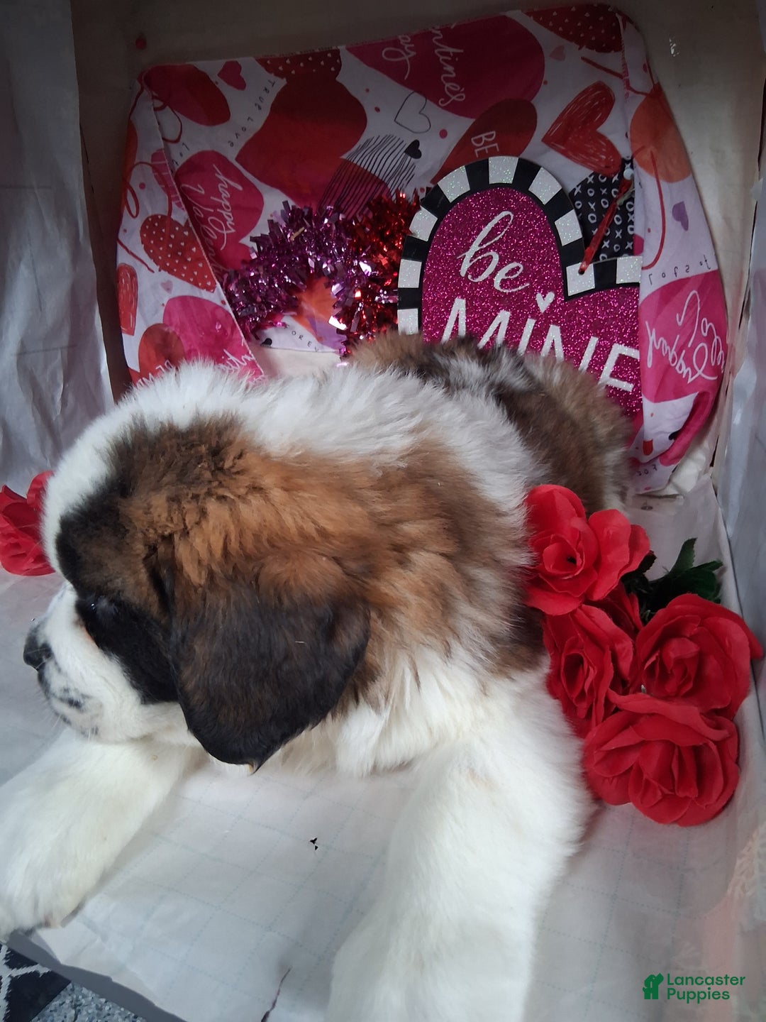Saint Bernard dogs for sale: Magnus  - Ad 5