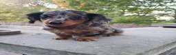 Miniature Dachshund dogs for sale: Dax - Ad 2