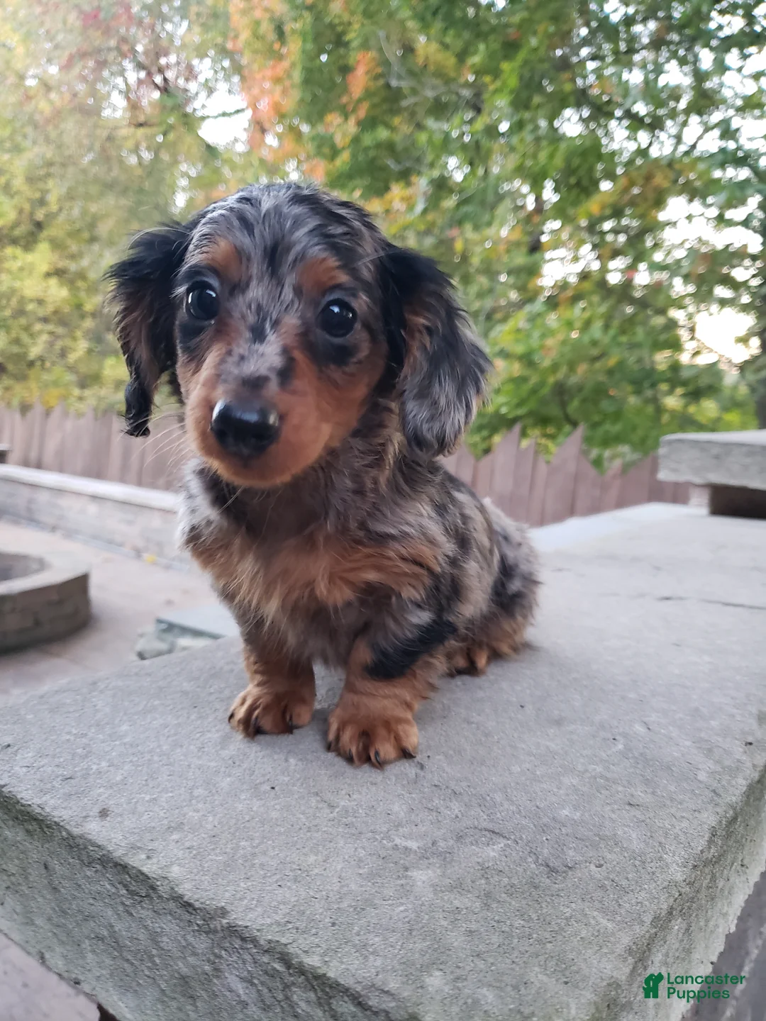 Miniature Dachshund dogs for sale: Dax - Ad 2