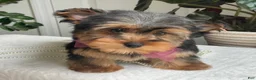 Yorkshire Terrier dogs for sale: Flo - Ad 9
