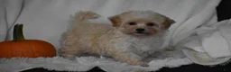 Maltipoo dogs for sale: Grant - Ad 7