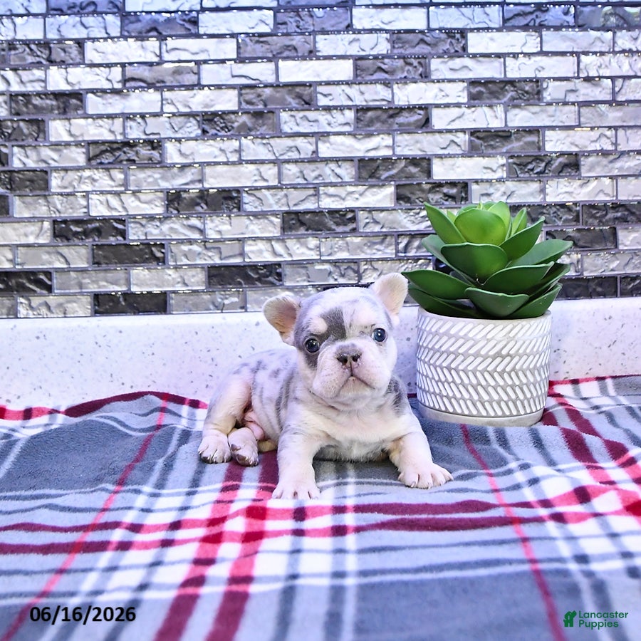 French Bulldog dogs Frankie - Ad 1