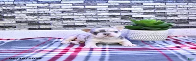 Frankie