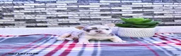 French Bulldog dogs for sale: Frankie - Ad 1