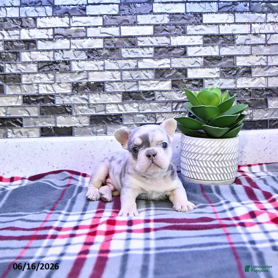 French Bulldog dogs for sale: Frankie - Ad 1