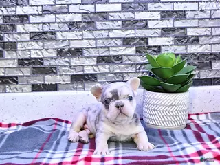 French Bulldog dogs for sale: Frankie - Ad 3