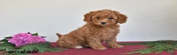 Mini Goldendoodle dogs for sale: Penny - Ad 4