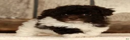 Havapoo dogs for sale: Buttercup - Ad 8
